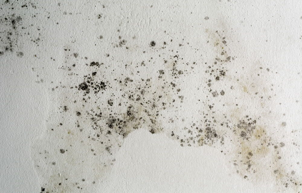 Repérer l’origine de l’humidité de vos murs intérieurs : guide pratique pour agir efficacement