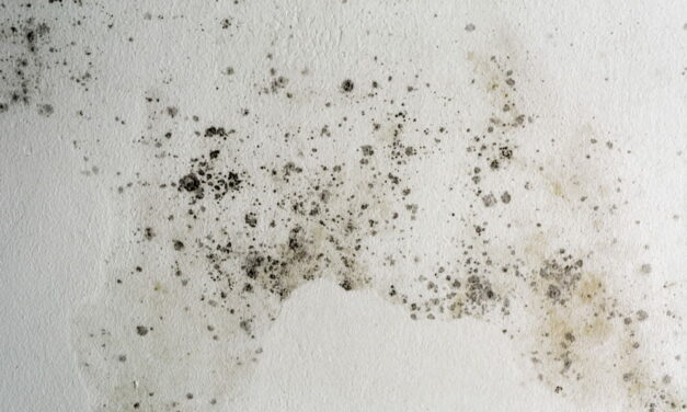Repérer l’origine de l’humidité de vos murs intérieurs : guide pratique pour agir efficacement